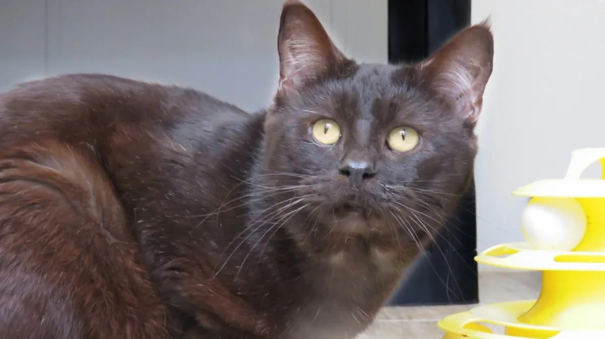 OSCAR, black male mixed breed for adoption at Maison SPA), Tourcoing