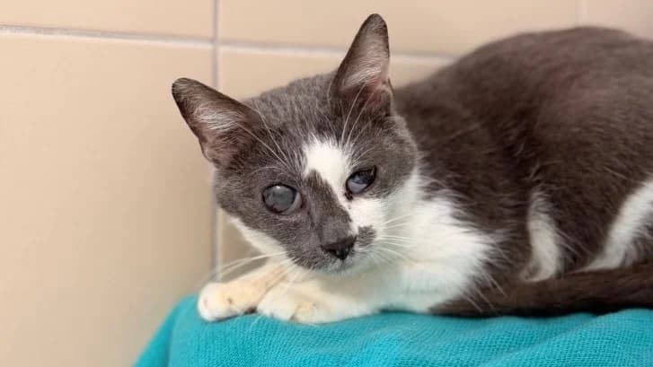 Gribouille CAB5348, female mixed breed for adoption at SPA Compiègne, Compiègne