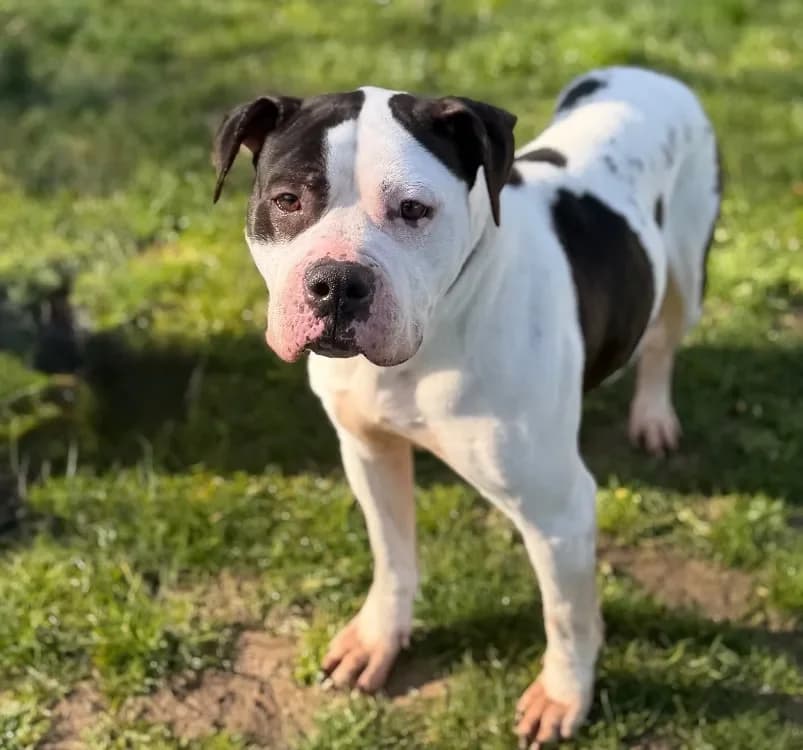 Esmeralda CAA14996 photo 2