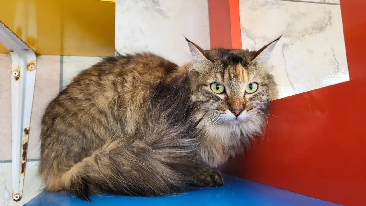 misty, female mixed breed for adoption at SPA Château-d'Olonne