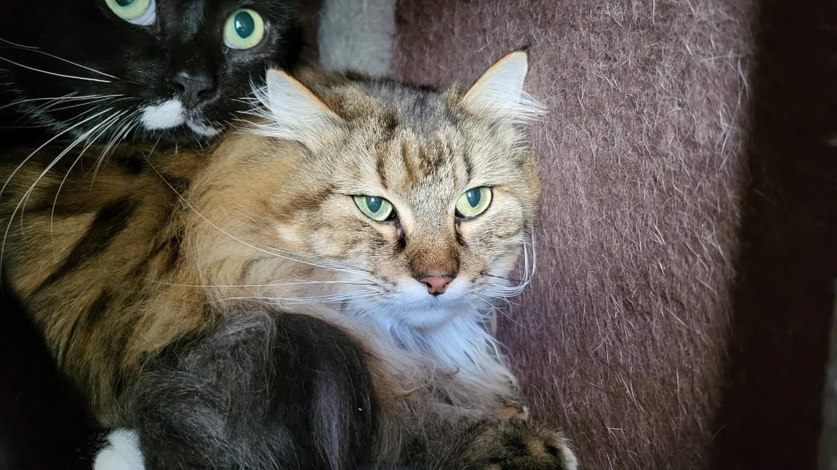 tigrou, female 6yo mixed breed for adoption at SPA Château-d'Olonne