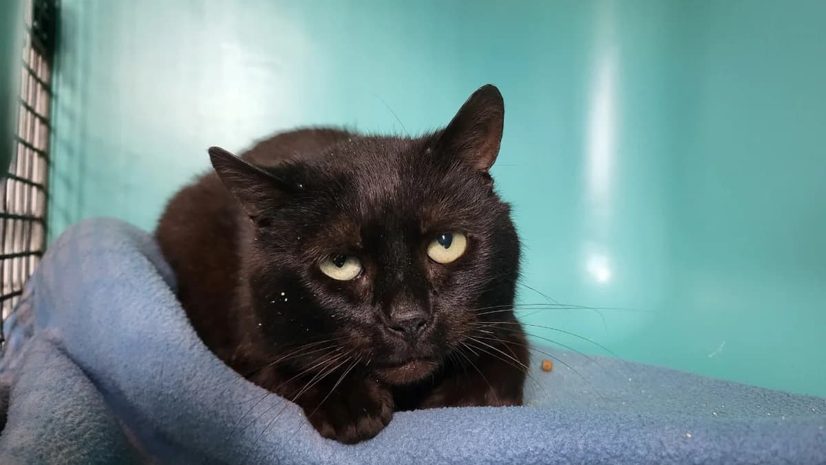 john, male 3yo mixed breed for adoption at SPA Château-d'Olonne