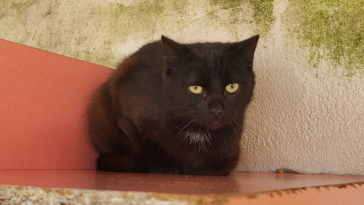 watson, male mixed breed for adoption at SPA Château-d'Olonne