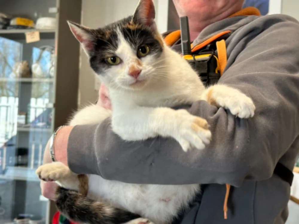 JEMIE, female 5yo mixed breed for adoption at SPA Saint-Omer, Omer