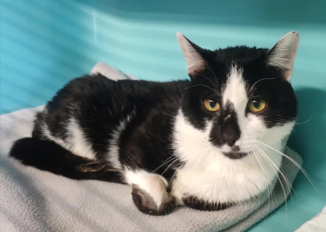 Will, unknown male mixed breed for adoption at SPA Albi (Le Garric), Albi