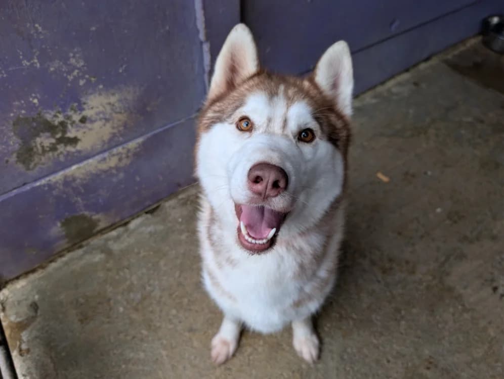 THOR, Husky (Vallerargues))
