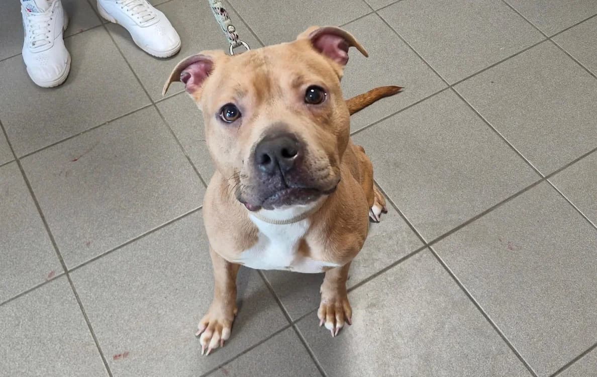 Taya, Mixed Breed (SPA Étalondes)