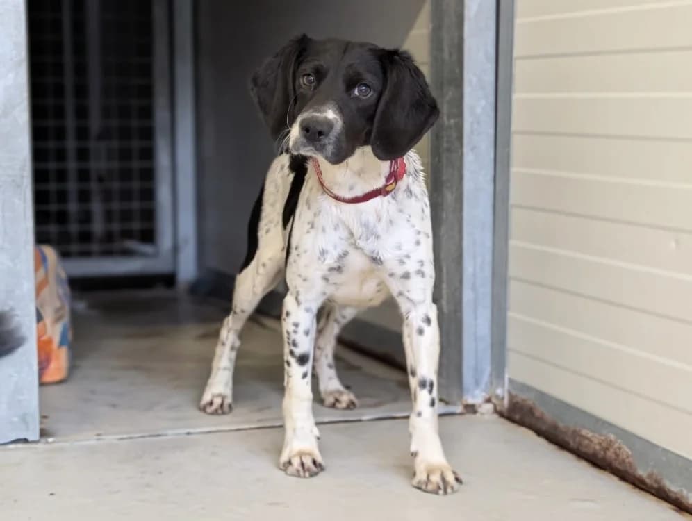 TARTINE, Mixed Breed (SPA Tours (Luynes))