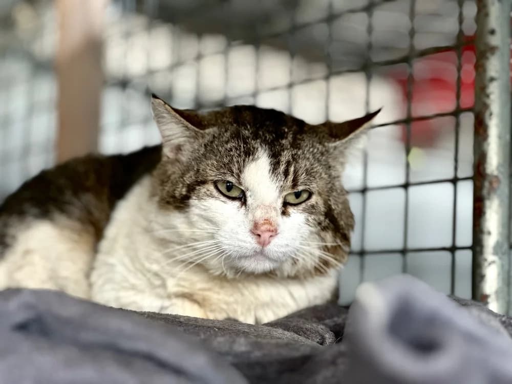 Touny [FIV+], male mixed breed for adoption at Lyon