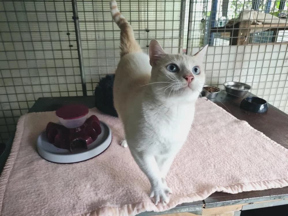 Nioky, male mixed breed for adoption at Lyon