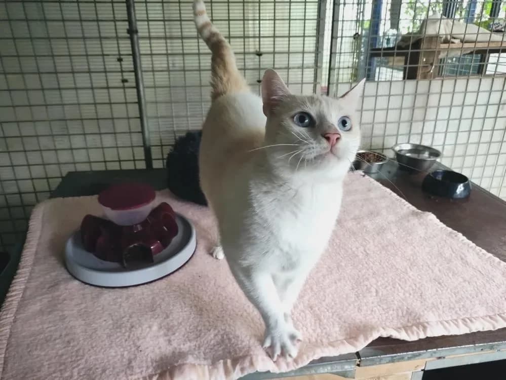 Nioky, male mixed breed for adoption at SPA Lyon - Refuge de Marennes, Lyon photo 2