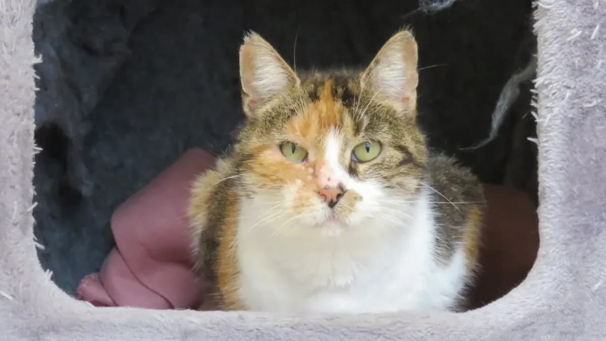 MARIANNE, orange tabby female mixed breed for adoption at SPA France, Paris — photo 2 of 2