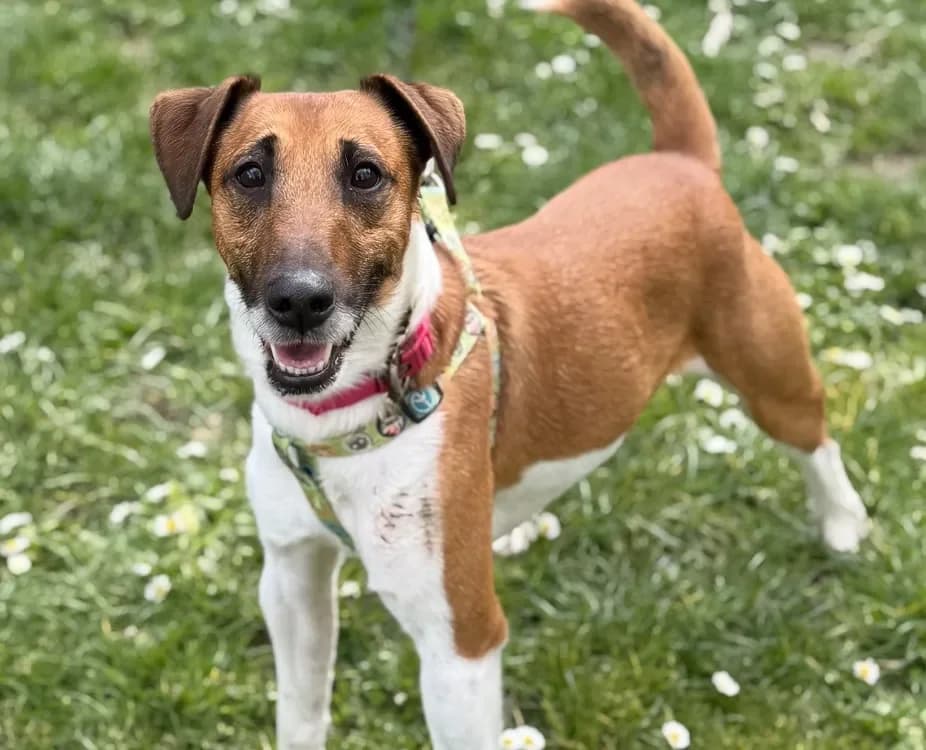 Tyler CAA14999 photo 2