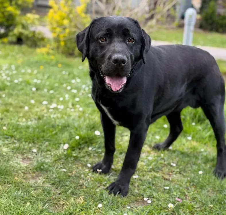 Uriah CAA14997 photo 2