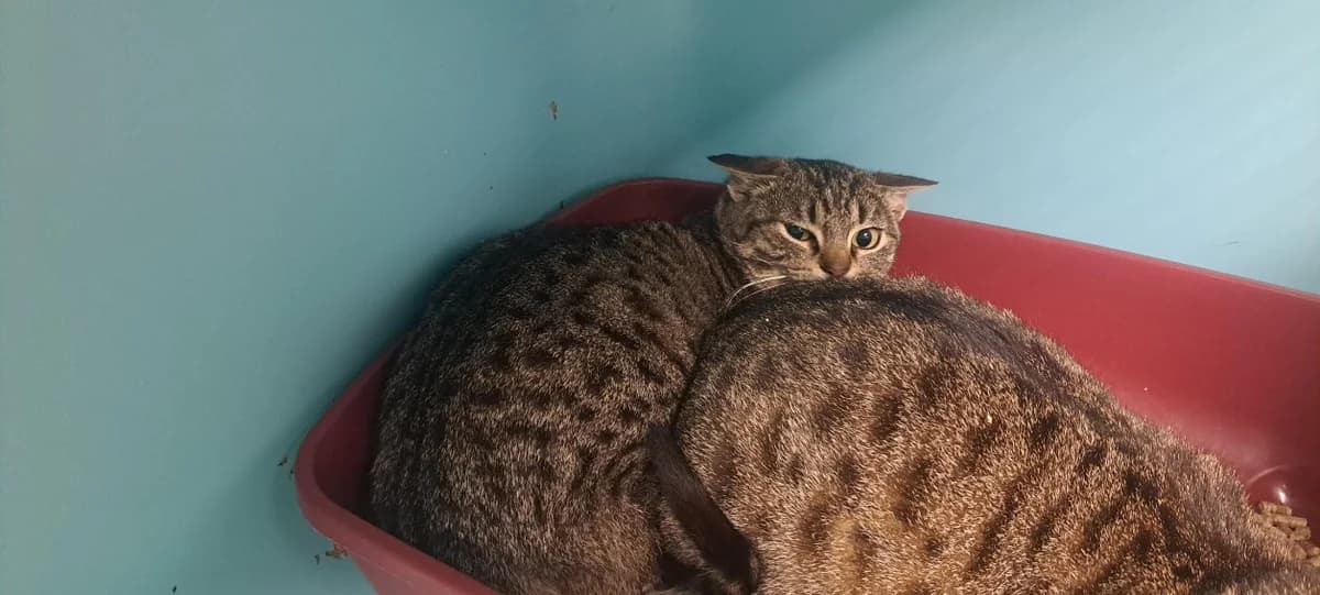 AKK, Mixed Breed (SPA Rennes)