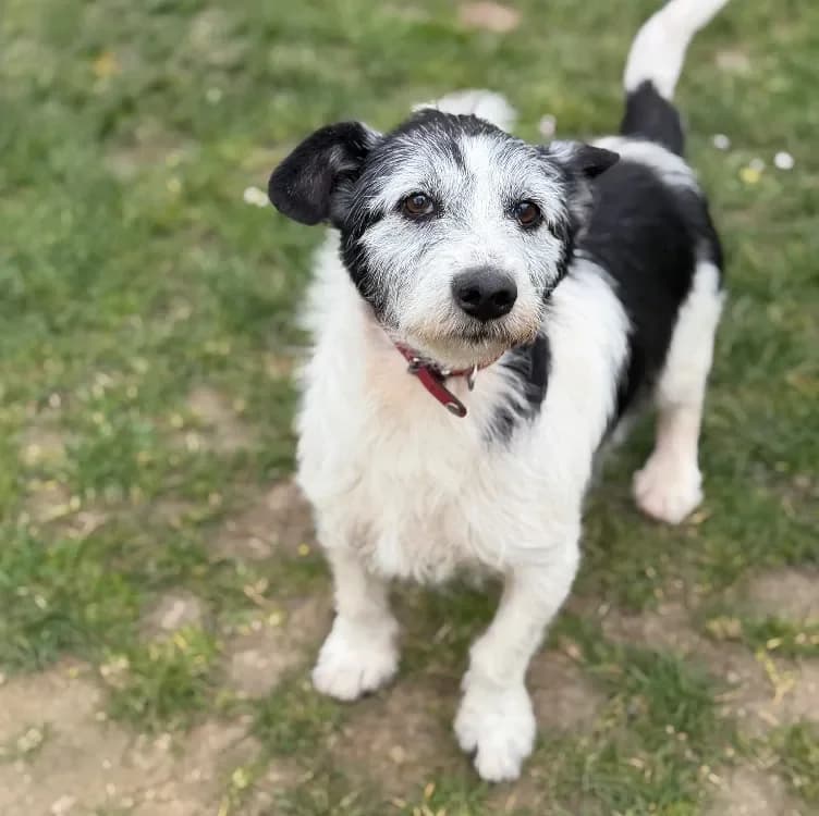 Nanar CAA15006 photo 2