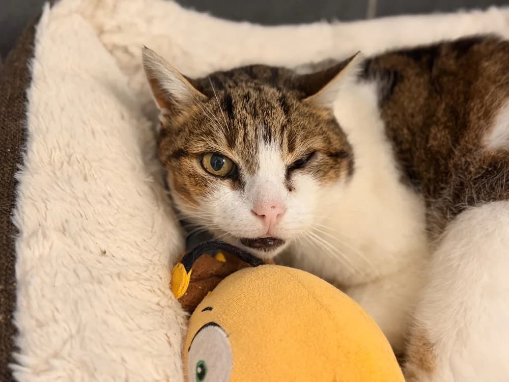 NOUGAT (réservé), unknown male mixed breed for adoption at SPA Cherbourg (Cotentin), Cherbourg