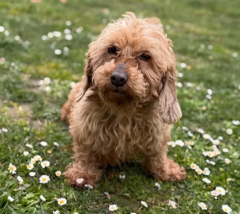 Nenette CAA15016 photo 2