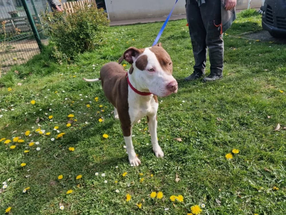 DROGO, Mixed Breed (SPA Plaisir)