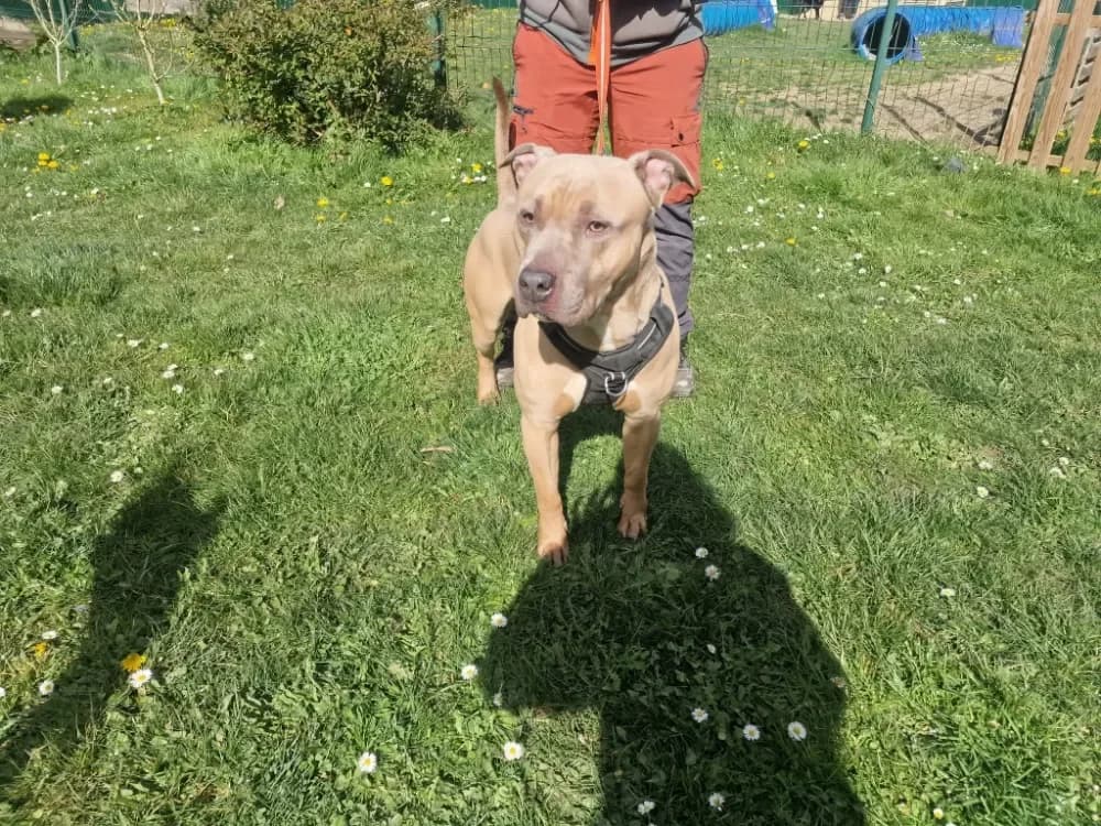 EDMOND PAA24178 photo 2