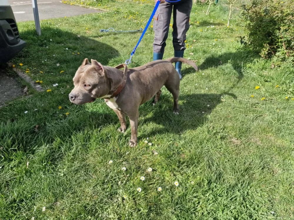 BLANKA, American Staffordshire Terrier (SPA Plaisir)