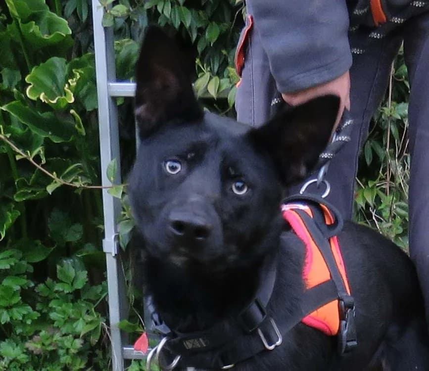 ADES, Border Collie (Haute-Marne))