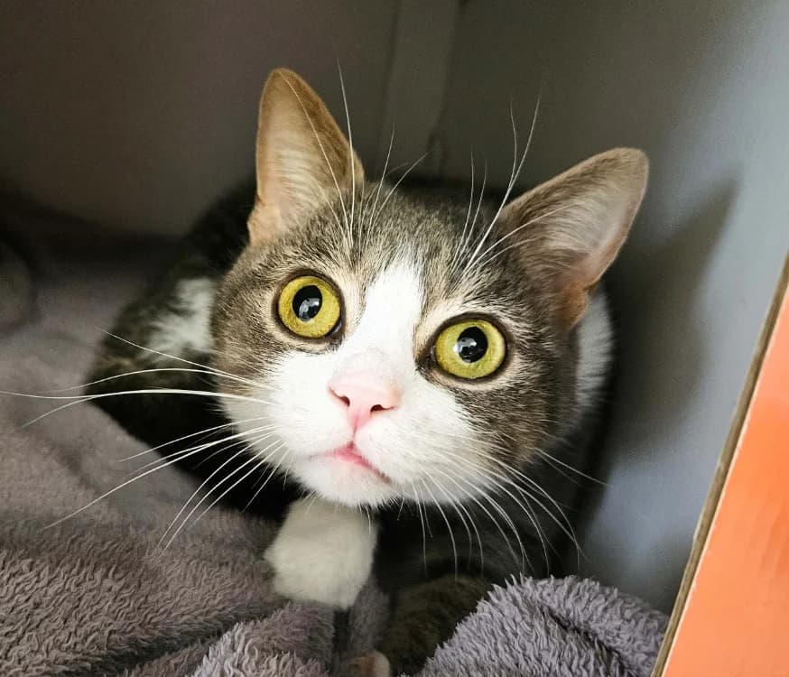 MIMI,  (Amiens))