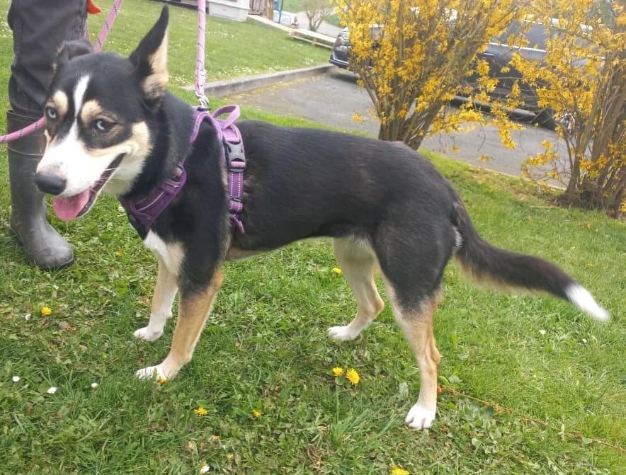 AZUR, black and tan male mixed breed for adoption at SPA Cherbourg (Cotentin), Cherbourg