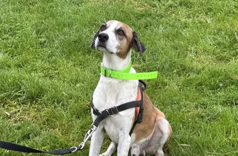 GALION, male Mixed Breed for adoption at Jean Leriche), Moree