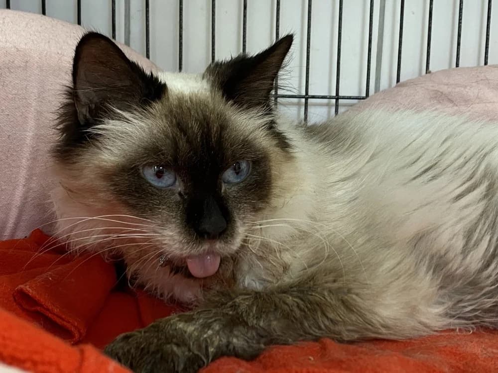 LUCIENNE, female mixed breed for adoption at Tourcoing