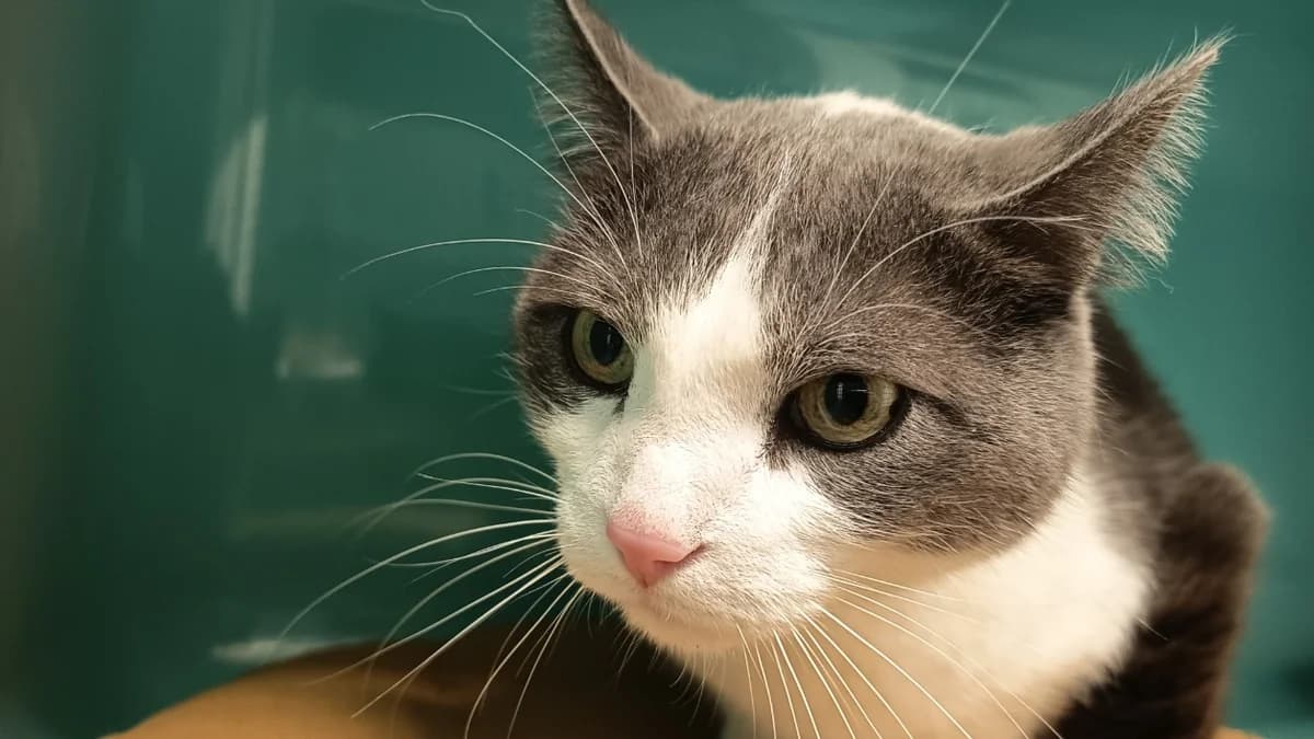 CALLAGHAN C, grey male mixed breed for adoption at SPA Vaux-le-Pénil, Vaux-le-Pénil