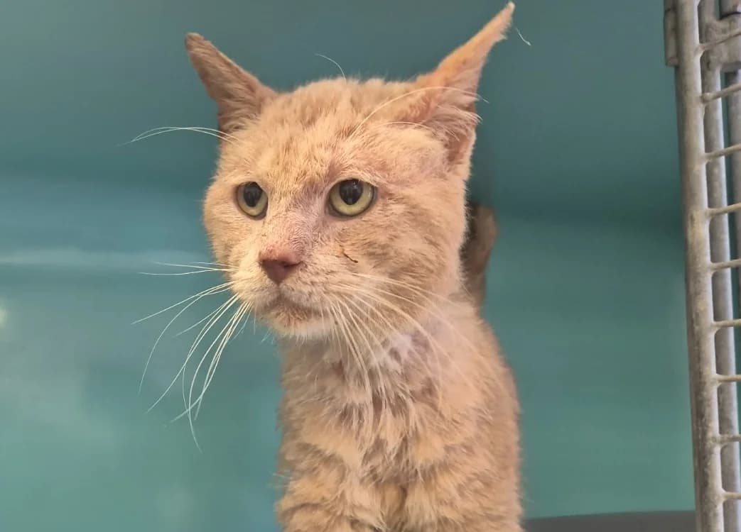 NACHOS, male mixed breed for adoption at Arry