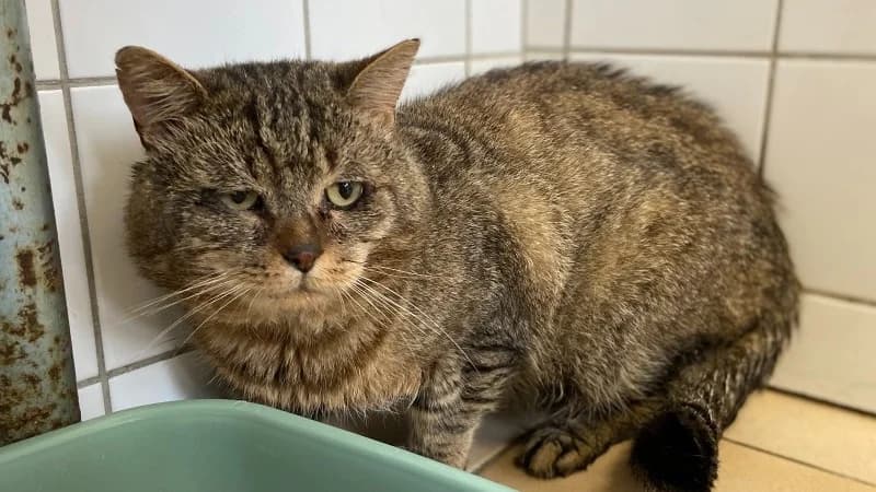 ROMEO, male mixed breed for adoption at Arry