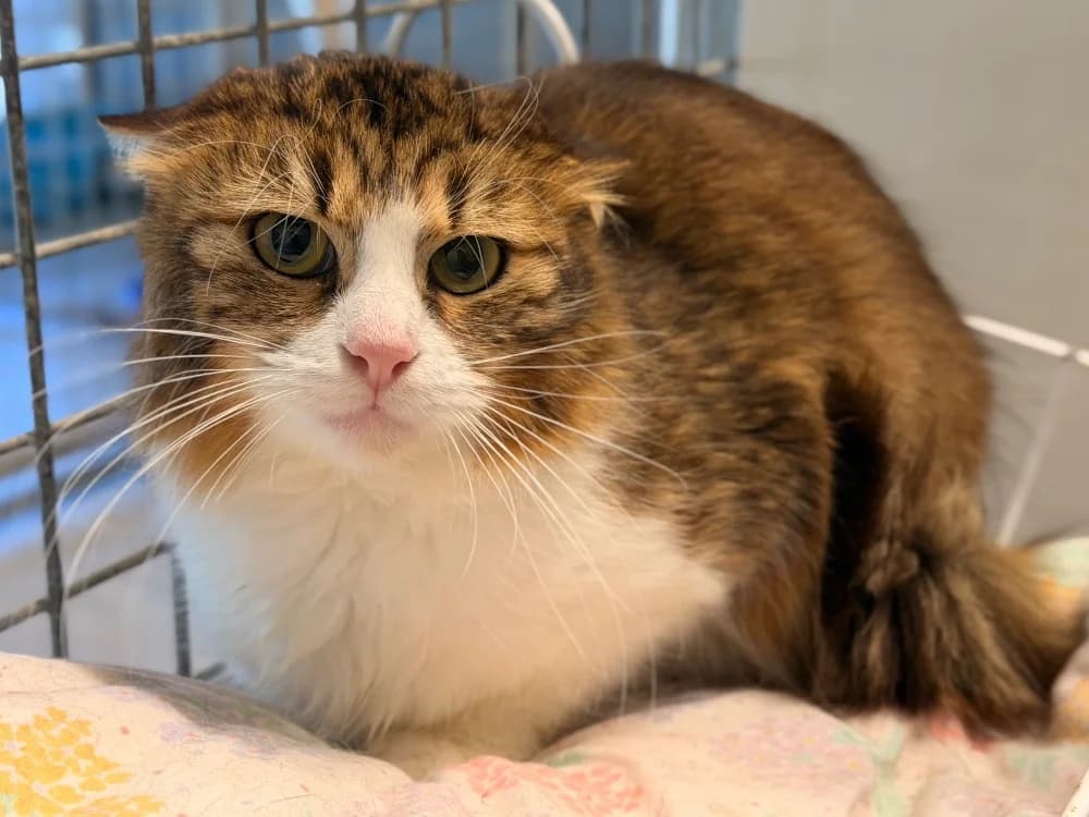 Sahara, female mixed breed for adoption at SPA Perpignan, Perpignan