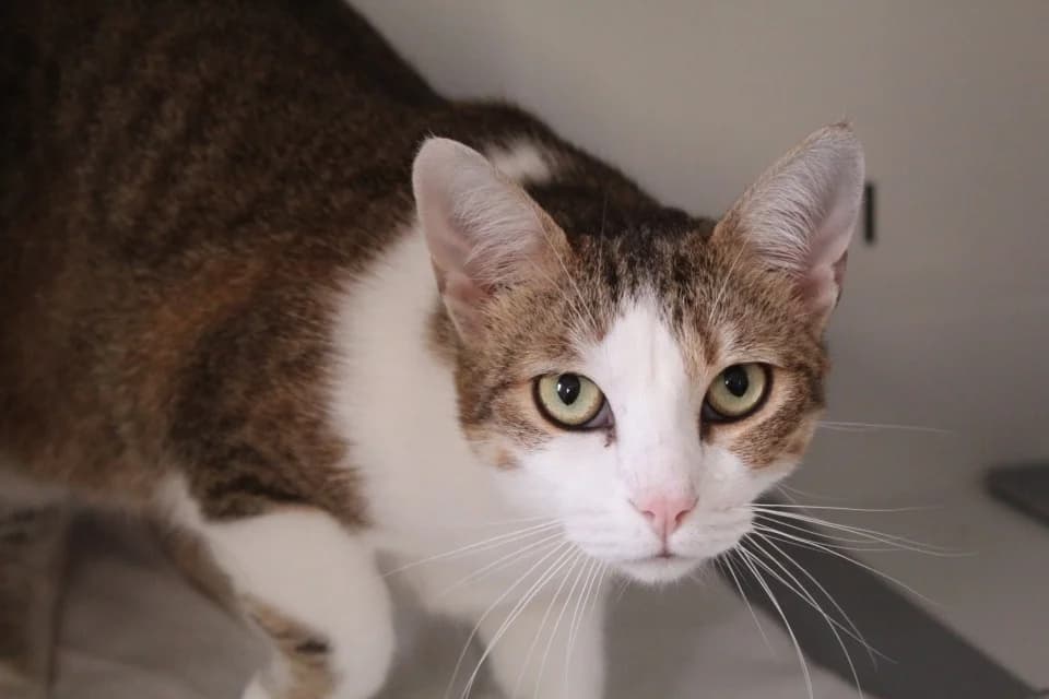 canelle, female mixed breed for adoption at Tulle