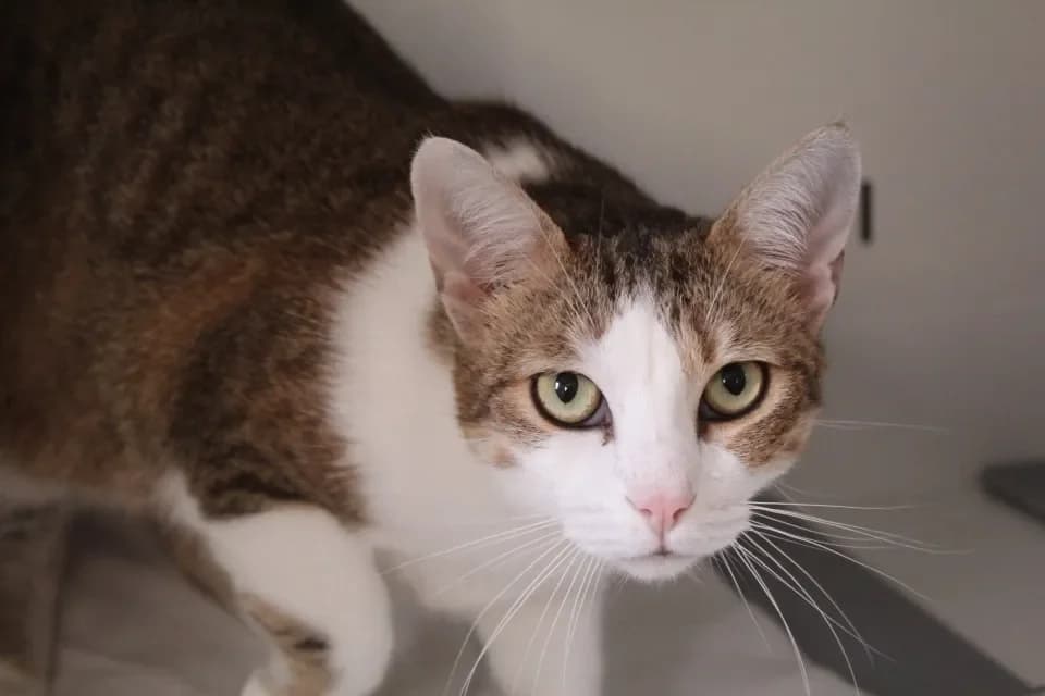 canelle, female mixed breed for adoption at Chameyrat), Tulle photo 2