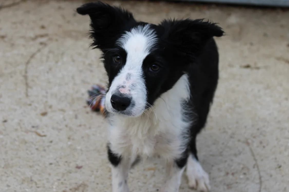 ATCHOUM, bicolor male Border Collie for adoption at SPA Gennevilliers (Grammont), Gennevilliers