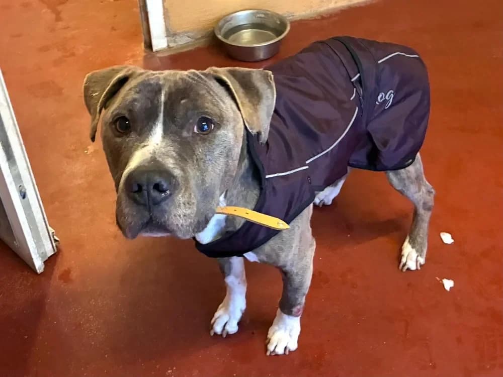 ACE PAA24134 photo 4