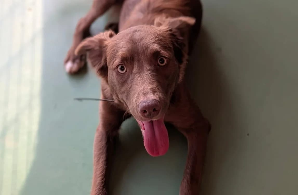 Nina, black female Border Collie for adoption at SPA Rennes, Rennes