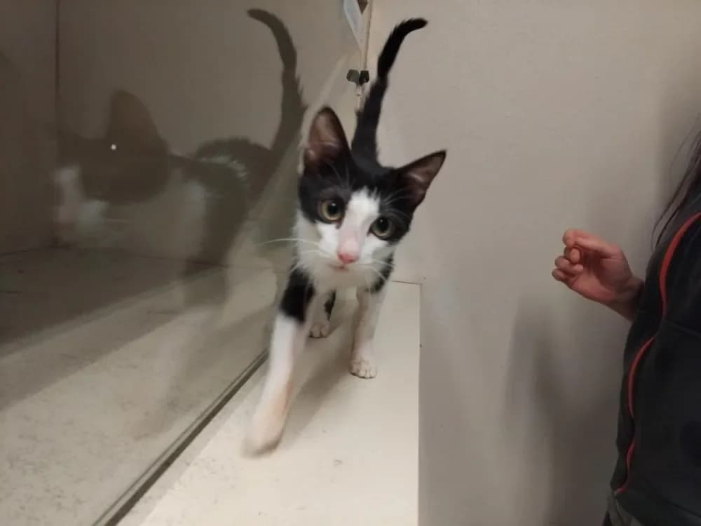 PAB28595 Charly photo 2