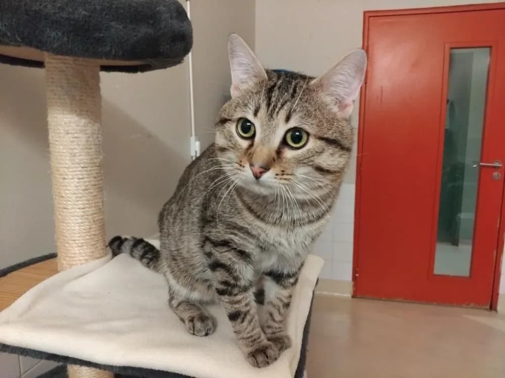 GOUDA PAB28649 photo 2