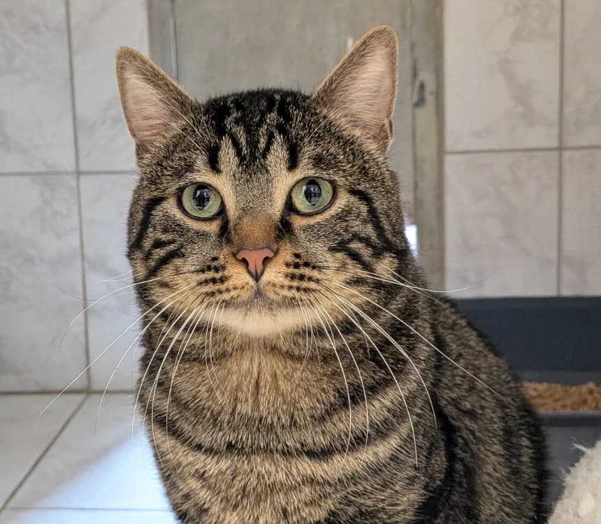 THEO,  (SPA Laon)