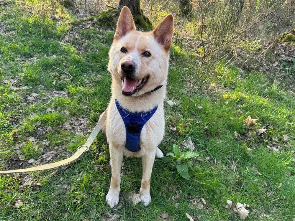 POUCHI, male 7yo Akita for adoption at Gerhard Cramer), Arry