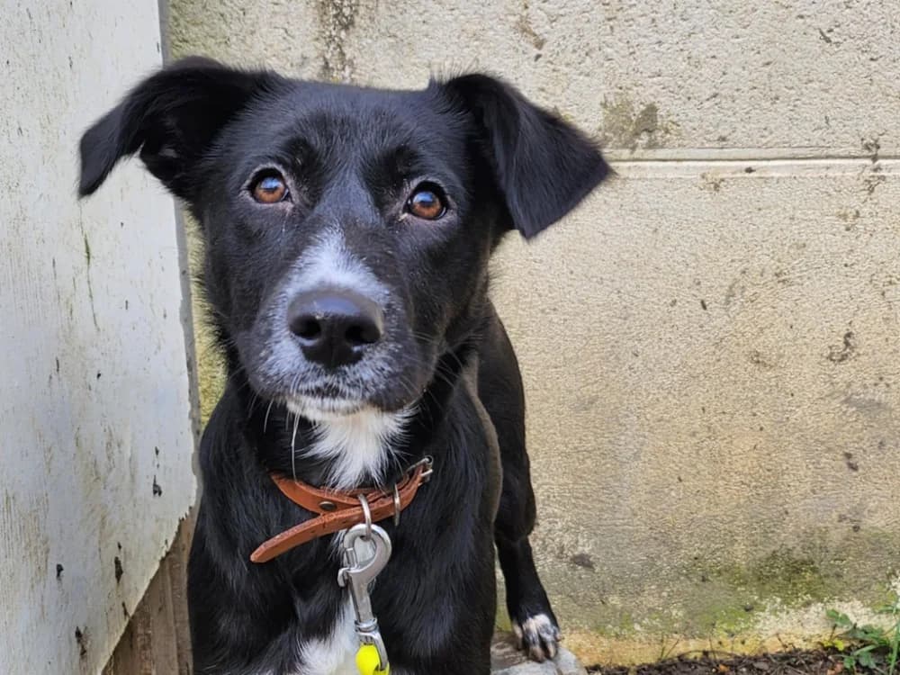 OKAMI, Mixed Breed (SPA Tours (Luynes))