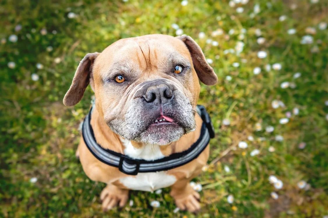 Léon, male American Bully for adoption at SPA Mont-de-Marsan, De Marsan