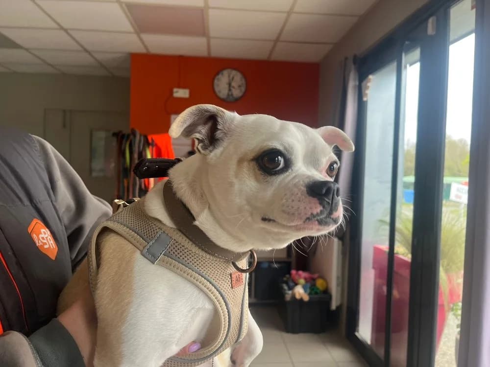 TINA, American Bully (SPA Chilleurs-aux-Bois)