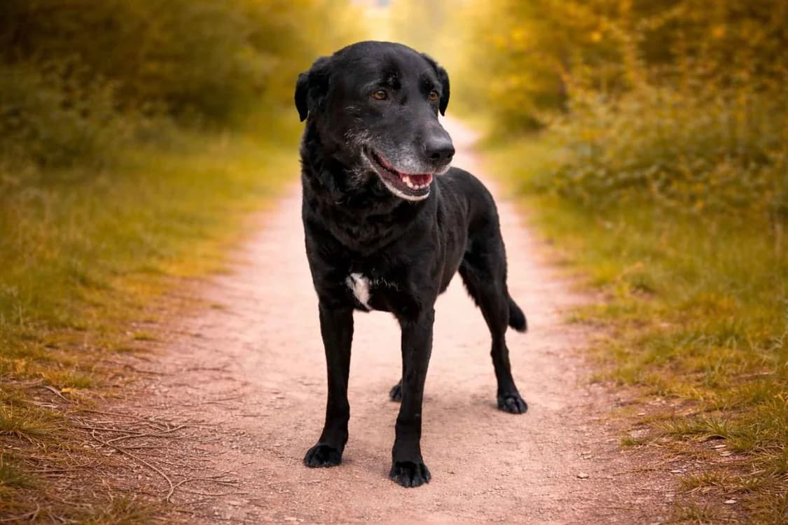 NESS, Labrador Retriever (Gerhard Cramer))
