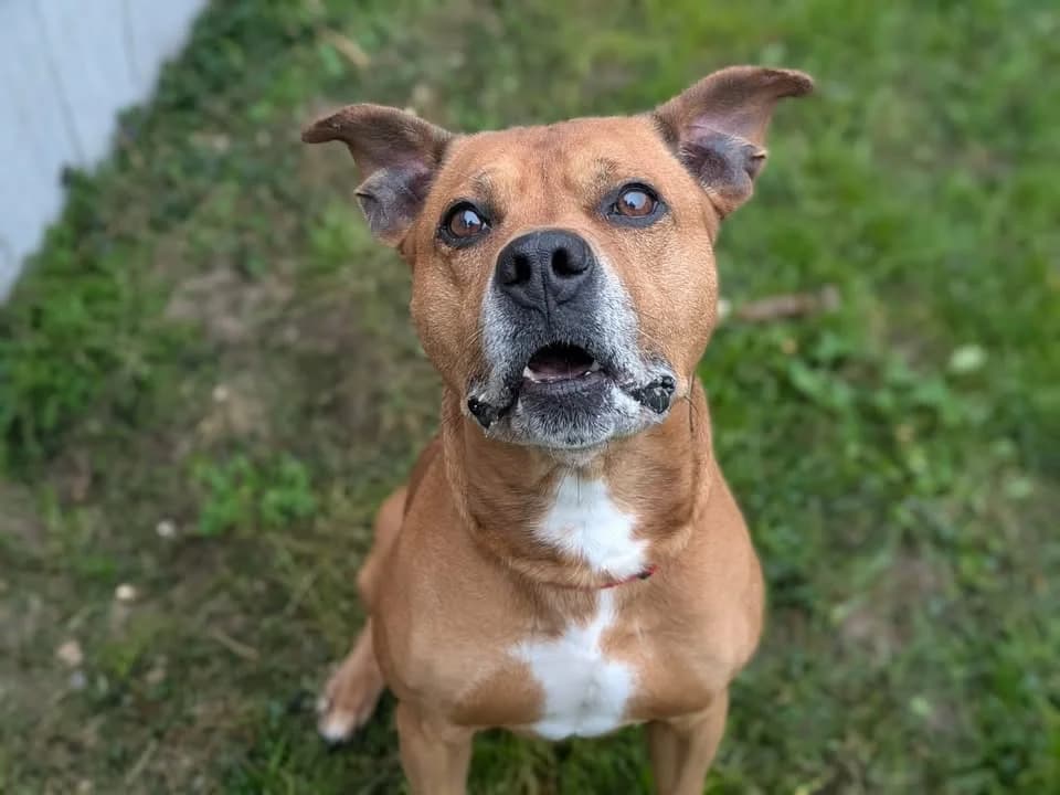 marley, Mixed Breed (SPA Perpignan)