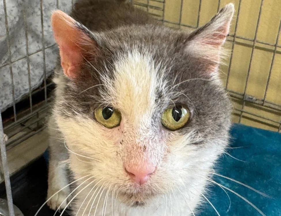 Rocky, male senior mixed breed for adoption at Le Bois Pinson), Bois Pinson
