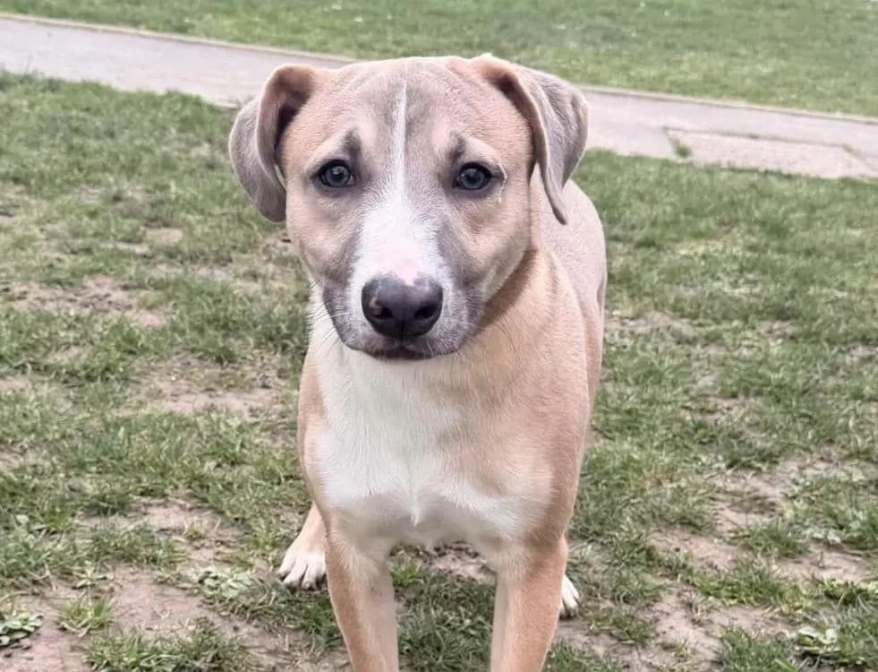 Lino CAA15018 photo 2